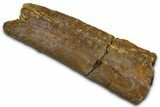 Fossil Dinosaur Appendage Bone Section - Wyoming #370984-1